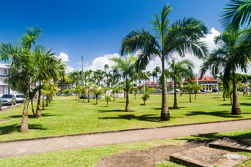 Tropical Banyan tree near Puerto San Luis along Arenal Lake in Costa Rica