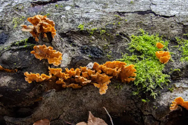 Photo of Side view of a chicken of the woods tree fungus, also called Laetiporus sulphureus or schwefelporling