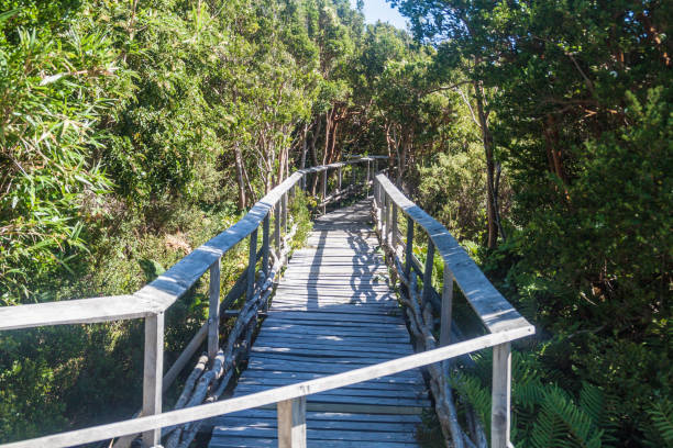 istock Boardwalk in Chiloe National Park, Chile 1310156850