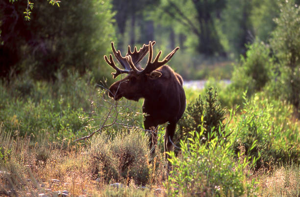 One moose backlit in the early morning light surrounded by brush and trees.Taken in Grand Tetons National Park, Wyoming.