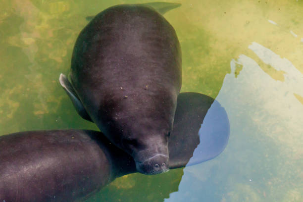 istock The Amazonian manatee (Trichechus inunguis) in Amazon Manatee Rescue Center near Iquitos, Peru 1310159900