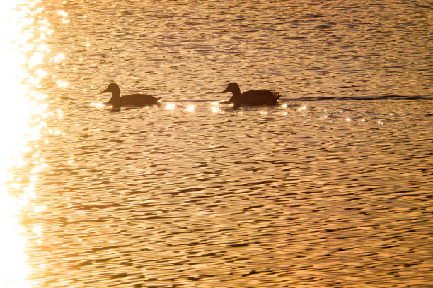 istock Duck Couple on Lake at Sunset 1310159927