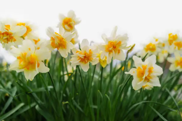 Photo of Double headed white and yellow gold daffodils. The flowers are against a white sky.