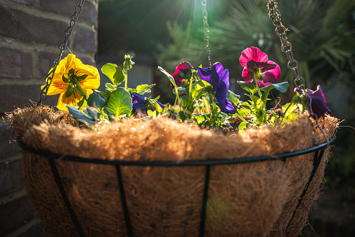 Newly planted pansy flowers in a hanging basket, catching the rich golden hour sunshine. There is an attractive lens flare.