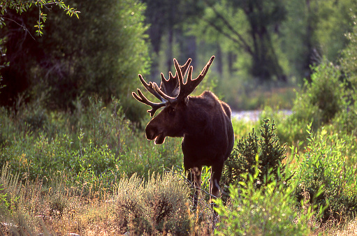 One moose backlit in the early morning light surrounded by brush and trees.\n\nTaken in Grand Tetons National Park, Wyoming.