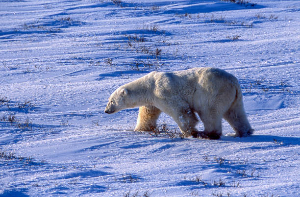 один дикий белый медведь гуляет по ледяному гудзонову заливу - arctic canada landscape manitoba стоковые фото и изображения