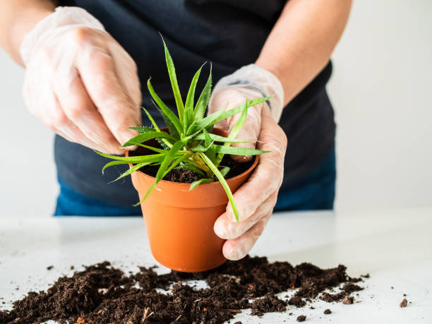 istock Woman planting young plants in pots 1310161190