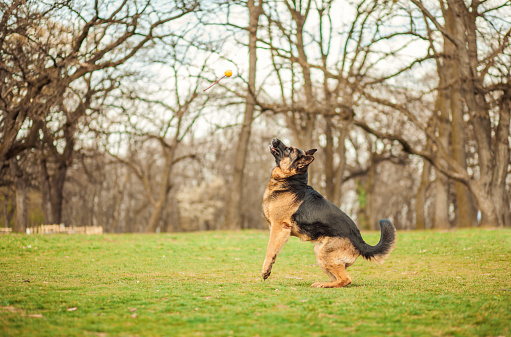 Belgian Shepherd Malinois dog coming out of a river