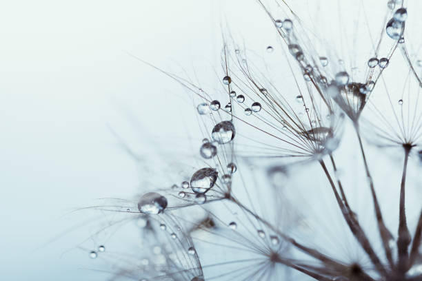 istock Beautiful dew drops on a dandelion seed macro. Beautiful soft background. Water drops on a parachutes dandelion. Copy space. soft focus on water droplets. circular shape, abstract background 1310161364