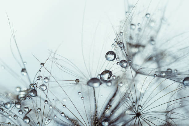 istock Beautiful dew drops on a dandelion seed macro. Beautiful soft background. Water drops on a parachutes dandelion. Copy space. soft focus on water droplets. circular shape, abstract background 1310161380