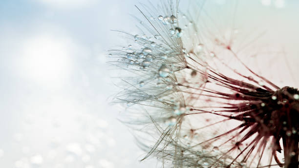 istock Beautiful dew drops on a dandelion seed macro. Beautiful soft background. Water drops on a parachutes dandelion. Copy space. soft focus on water droplets. circular shape, abstract background 1310161389