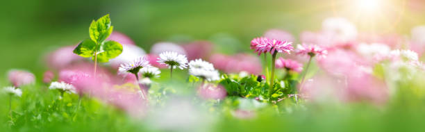 istock Meadow with lots of pink spring daisy flowers 1310161510