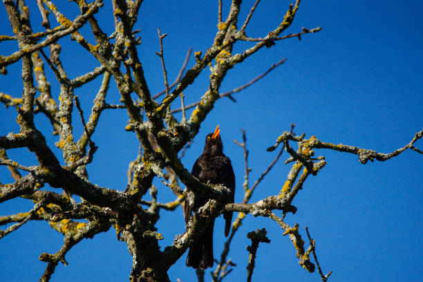 Bird / blackbird on a tree Bird / blackbird on a tree, singing male blackbird, blue sky in the background animal call photos stock pictures, royalty-free photos & images
