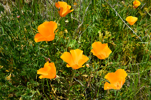 Photo showing a clump of bright orange poppies that have self seeded in an ornamental flower garden.  This variety is a hardy annual named Orange King California Poppy (Latin name: Eschscholzia Californica).