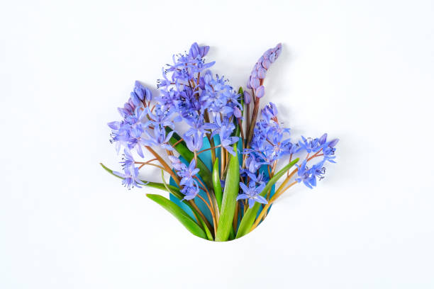 istock Frame border made with snowdrop flowers on white background 1310164903