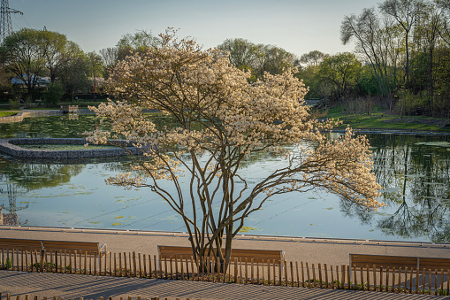 Magnolia tree in bloom in the spring sunshine