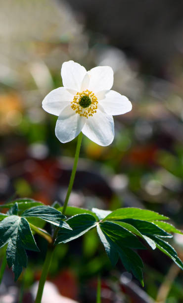 istock Anemona Vestal flowers 1310166068