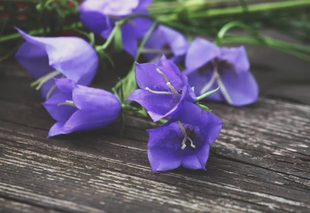 istock Purple campanula bell flower 1310166217