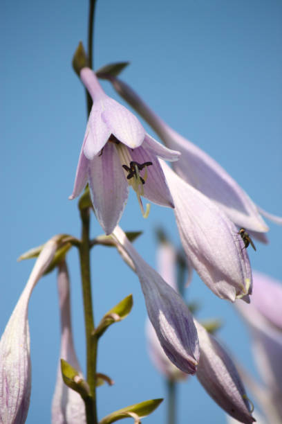 istock Garden campanula flower 1310166232