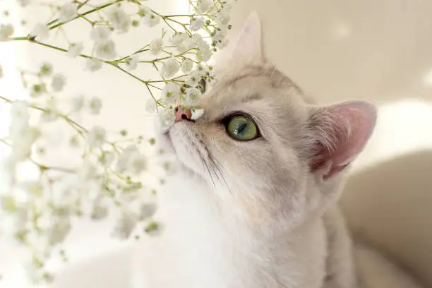 Close up portrait of beautiful white British cat, sniffing white flowers of gypsophila, green eyes.
