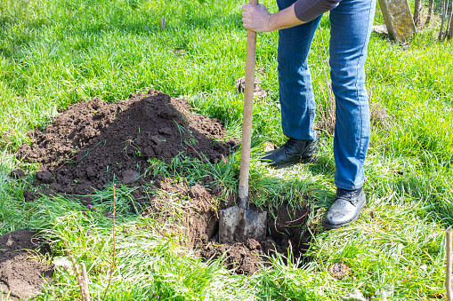 A gardener digs a hole in the ground with a shovel to plant a fruit tree in the garden in spring.