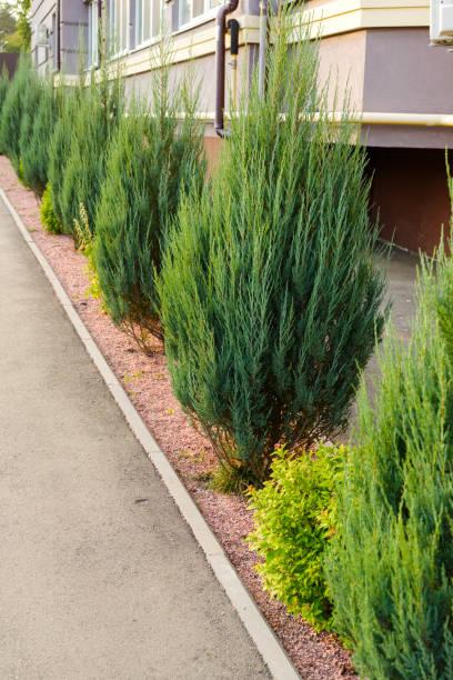 istock green plants near the building 1310166538