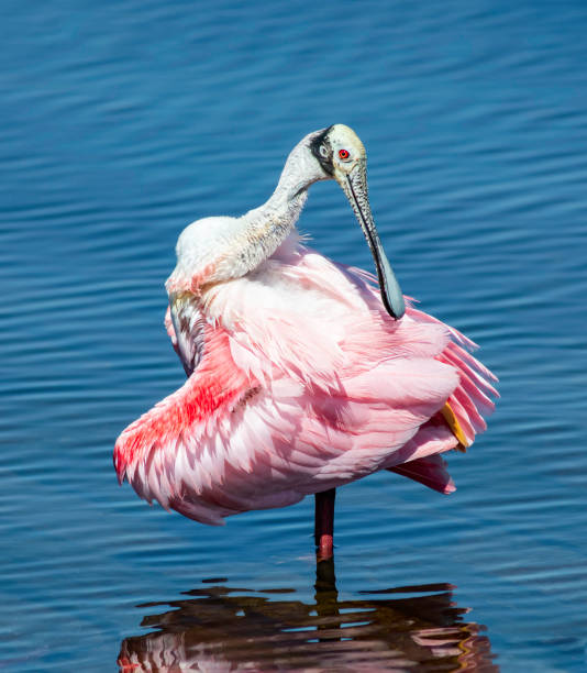 istock Birds of South Florida 1 1310167293