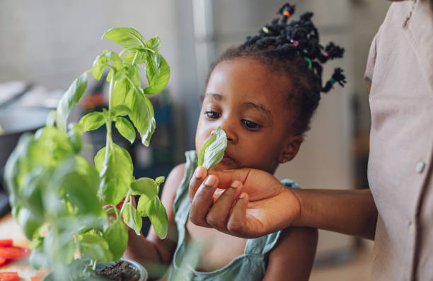 istock Cute Girl Curiously Smelling the Basil Leaf 1310168692
