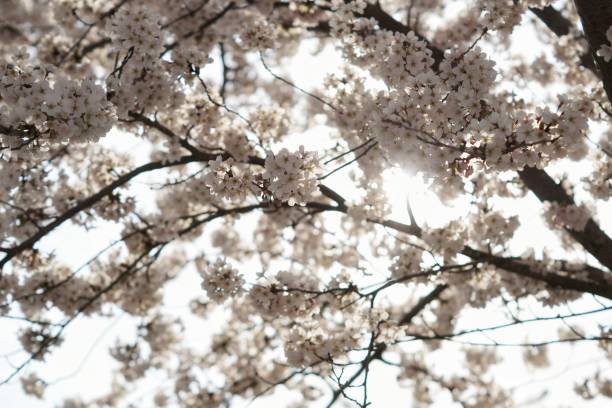 istock Cherry blossoms blooming in Heidelberg, germany 1310169000