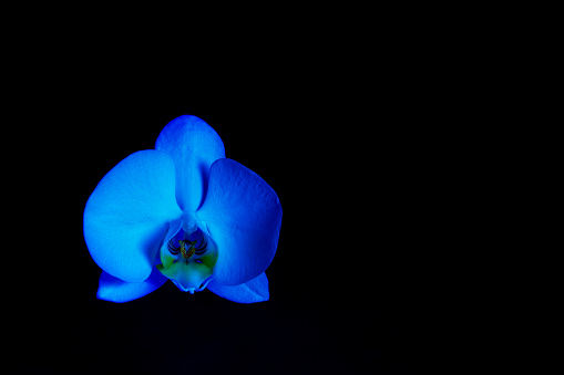 Blue lit orchid blossom isolated on black background with copy space