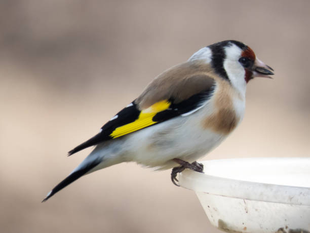 istock Female European goldfinch. 1310170552