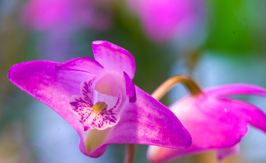 View of Macro of a pink Dendrobium kingianum orchid - isolated, close-up, copy space