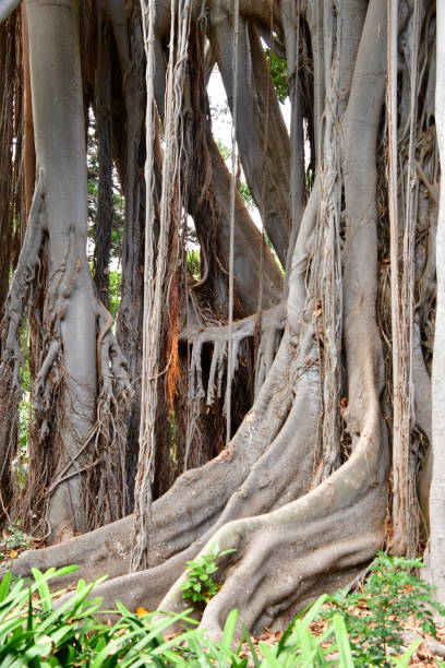 istock large tree with many aerial roots 1310170804