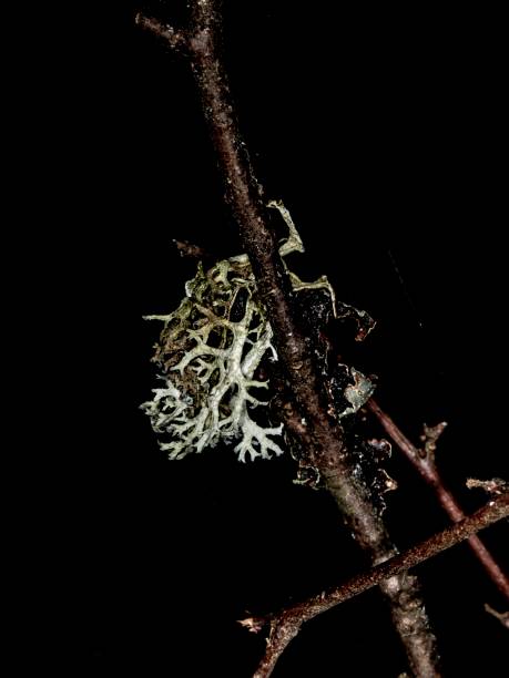 istock Lichen Of The Forest. 1310171545