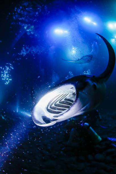 istock Mouth of Manta Ray 1310171754
