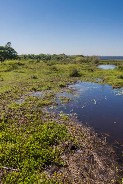 istock Wetlands in Nature Reserve Esteros del Ibera, Argentina 1310171909