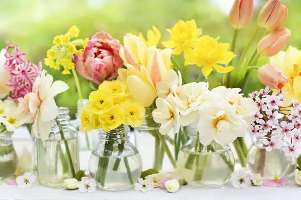 Springtime blossoming daffodils, tulips and spring flowers background,  light bright floral card, selective focus, shallow DOF