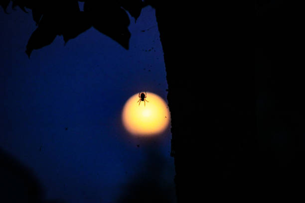 Spider in its net at night Spider in front of the full moon arachnology stock pictures, royalty-free photos & images