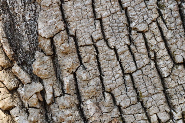Close-up of the bark of a standing dead white ash tree, killed by the invasive emerald ash borer