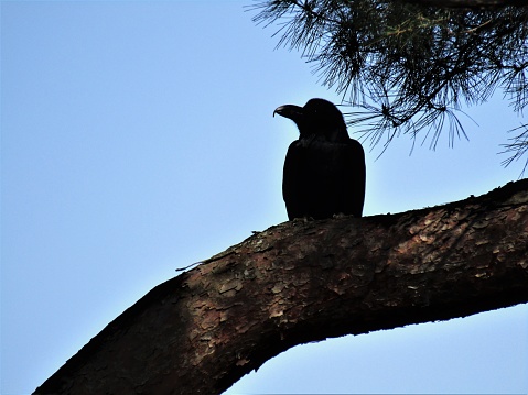 Japan. March. Crow on the pine tree.