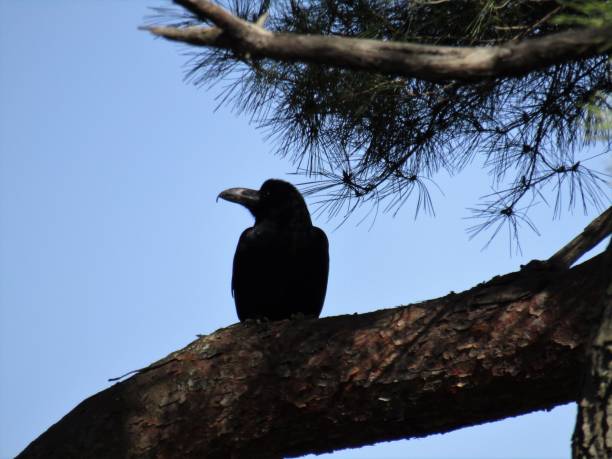 Japan. March. Crow on the pine tree.