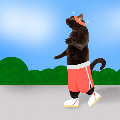 A mix of illustration and photography of a cat in running clothing taking a stroll outdoors.
