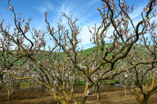 istock Apricot Orchard With New Blossoms 1310178829