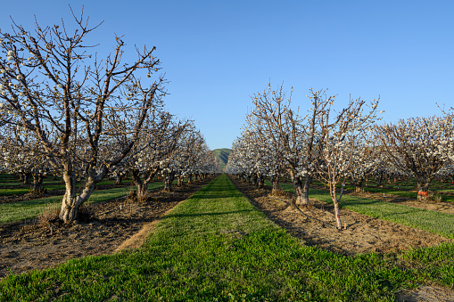 Springtime view of apricot (Prunus armeniaca) blossoms on orchard trees.\n\nTaken in Hollister, California, USA.