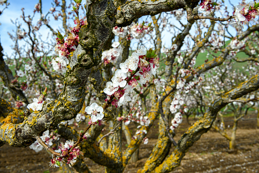 Cherry plum or Myrobalan - Prunus cerasifera blooming in the spring.