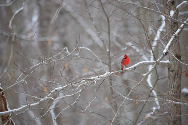 мужской северный кардинал на ветви в зимний период - 7329 стоковые фото и изображения
