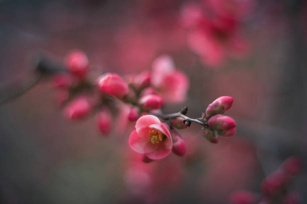 istock japanese quince soft focus 1310181507