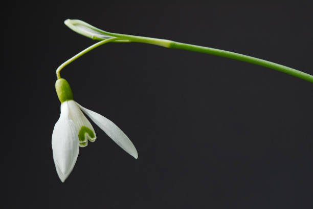 istock Galanthus nivalis. Snowdrops on the black background. Springtime symbol. 1310181576
