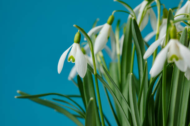 istock Galanthus nivalis. Snowdrops on the blue background. Springtime symbol. 1310181594
