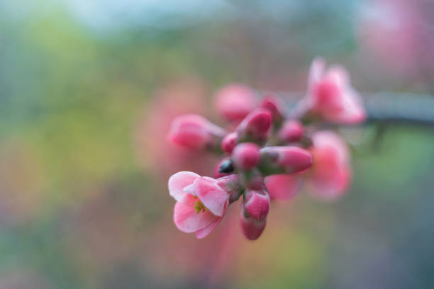 japanese quince soft focus with vintage lens